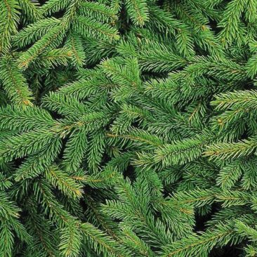 Nupuoštas kalėdines eglutes rekomenduojama nugabenti į žaliųjų atliekų kompostavimo aikštelę