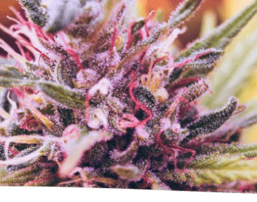 Kvietimas į konferenciją „Pluoštinių kanapių verslo vystymas: gerosios patirties ir inovacijų sklaida skatinant verslo partnerystę“