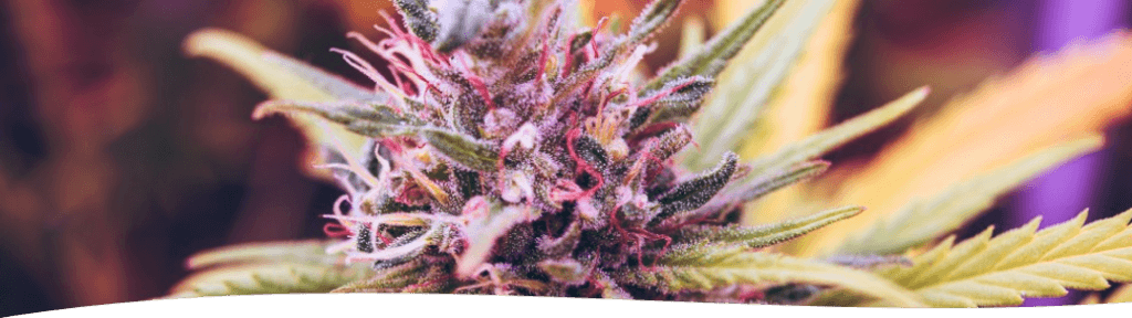 Kvietimas į konferenciją „Pluoštinių kanapių verslo vystymas: gerosios patirties ir inovacijų sklaida skatinant verslo partnerystę“