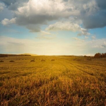 Netrukus prasidės kasmetinis pasėlių deklaravimas