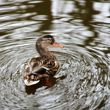 SKUODO RAJONO SAVIVALDYBĖS VANDENS TIEKIMO IR NUOTEKŲ TVARKYMO INFRASTRUKTŪROS PLĖTROS SPECIALIOJO PLANO KEITIMO PLANAVIMO DARBŲ PROGRAMA