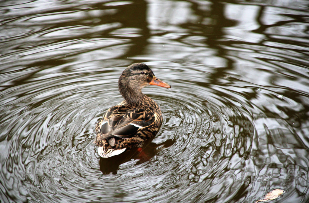 SKUODO RAJONO SAVIVALDYBĖS VANDENS TIEKIMO IR NUOTEKŲ TVARKYMO INFRASTRUKTŪROS PLĖTROS SPECIALIOJO PLANO KEITIMO PLANAVIMO DARBŲ PROGRAMA