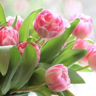 Sveikinimas Tarptautinės slaugytojų dienos proga