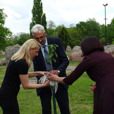 Stiprybės simboliai — Stelmužės ąžuoliukai — Respublikiniame Vaclovo Into akmenų muziejaus parke