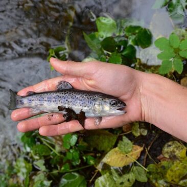 Kvietimas dalyvauti Luobos ir Šatos upių įžuvinime