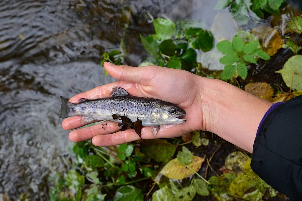 Kvietimas dalyvauti Luobos ir Šatos upių įžuvinime