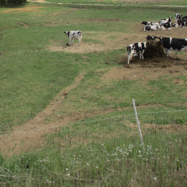 Melioruotoje žemėje draudžiama melioracijos grioviuose ir jų šlaituose ganyti gyvulius