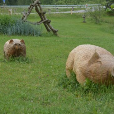 Kiaulių augintojams kompensuojamos prarastos pajamos