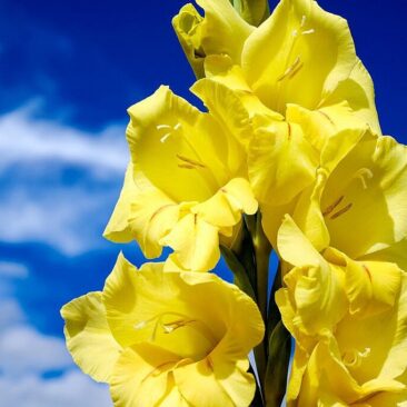 Mokslo ir žinių dienos proga sveikina Skuodo rajono savivaldybės vadovai