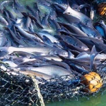 Nuo COVID-19 nukentėjusiam žvejybos sektoriui – parama