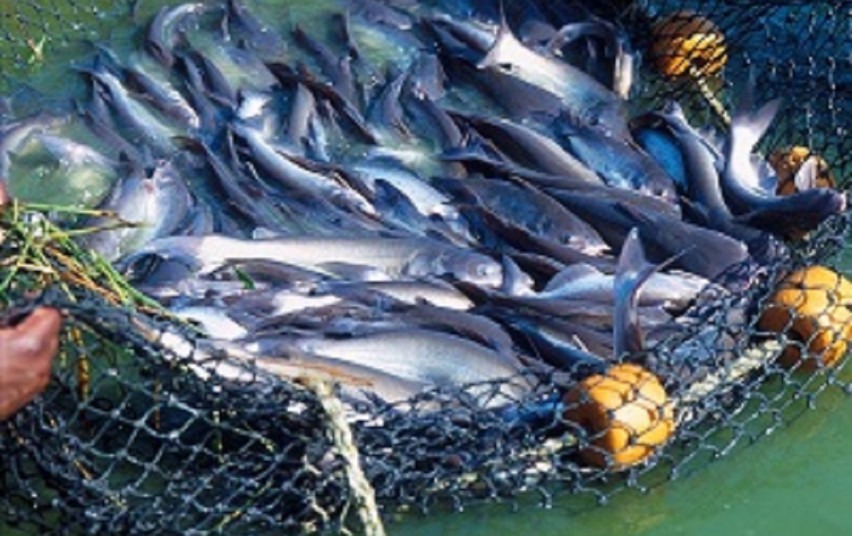 Nuo COVID-19 nukentėjusiam žvejybos sektoriui – parama