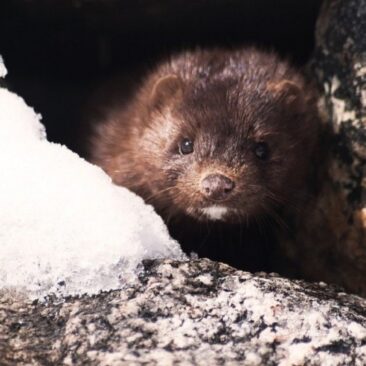 Ministerija ramina kailinius žvėrelius auginančius ūkius ir visuomenę