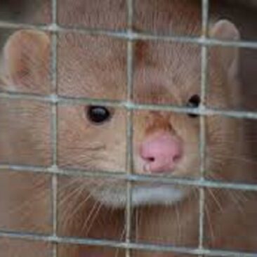 Kailinių žvėrelių laikytojams – laikinoji valstybės pagalba