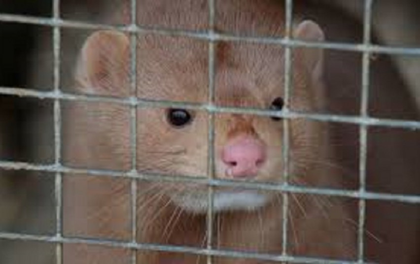 Kailinių žvėrelių laikytojams – laikinoji valstybės pagalba