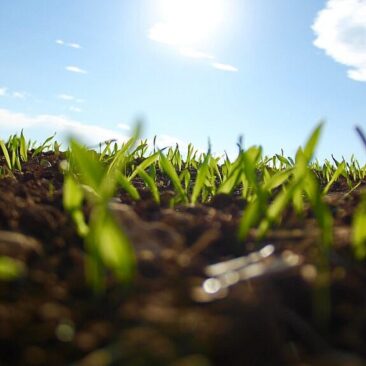 Skuodo rajono savivaldybės ūkininkų iniciatyvų skatinimo priemonės lėšų panaudojimo ataskaita iki 2022 m. birželio 1 d.