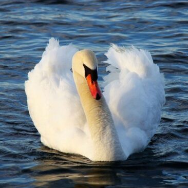 Dėl nustatyto didelio patogeniškumo paukščių gripo