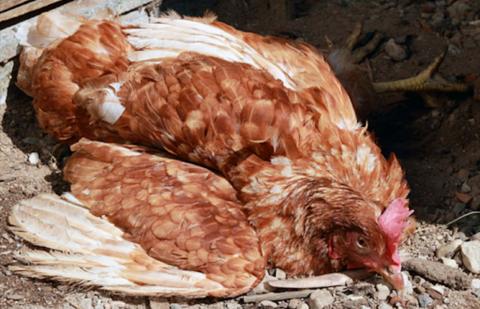 Paukščių gripas ir kitos grėsmę Lietuvos ūkiams keliančios ligos – nuostoliai kompensuojami, tačiau būtina laikytis saugumo