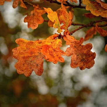 Prie Gėsalų kapinaičių teisėtai nupjautas medis ir nugenėtos ąžuolo šakos