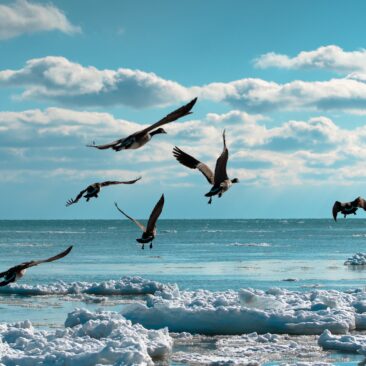 Prasidėjus pavasarinei paukščių migracijai – didėja ir paukščių gripo grėsmė