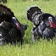Paukščių laikytojai, nukentėję nuo pandemijos, galės gauti paramą