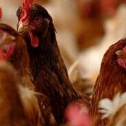 Iš nelegalių pardavėjų įsigyti naminiai paukščiai gali virsti brangiai kainuojančia problema