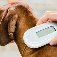 Privalomas augintinių ženklinimas leis efektyviau kovoti su šešėliu ir labiau sukontroliuoti veisėjus