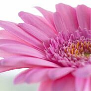 Skuodo rajono savivaldybės vadovai sveikina Motinos dienos proga