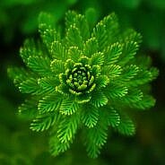 Savivaldybės vadovai sveikina su Joninių švente