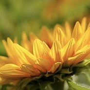 Skuodo rajono savivaldybės vadovai sveikina su Mokslo ir žinių diena!