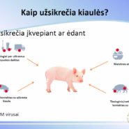 Afrikinis kiaulių maras: ką svarbu žinoti ūkininkams?