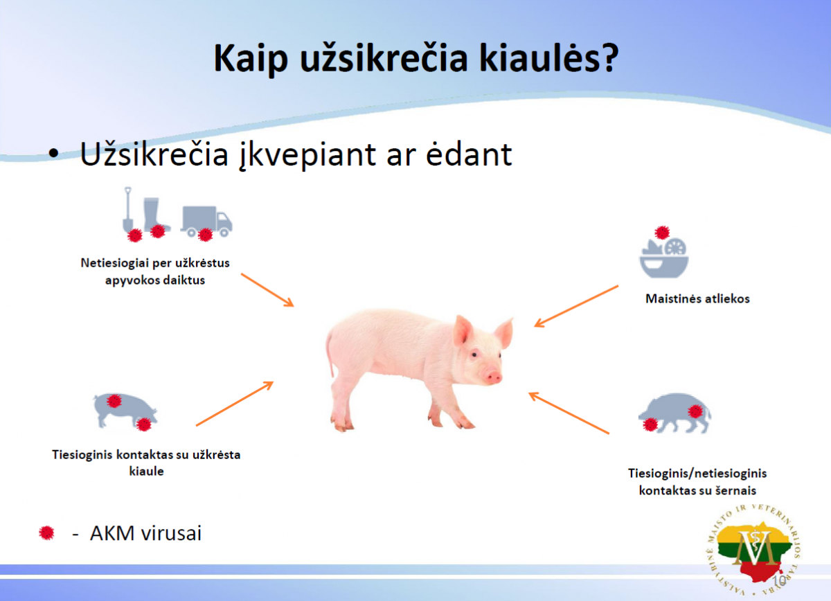 Afrikinis kiaulių maras: ką svarbu žinoti ūkininkams?