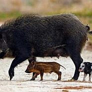 Afrikinį kaulių marą iš laukinės gamtos kiaulių laikymo vietose gali išplatinti ir miškuose besilankantys žmonės.