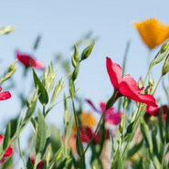 Savivaldybės vadovai sveikina su Kovo 11-ąja