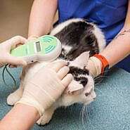 Informacija socialiai remtiniems gyvūnų augintojams bei gyvūnų globėjams