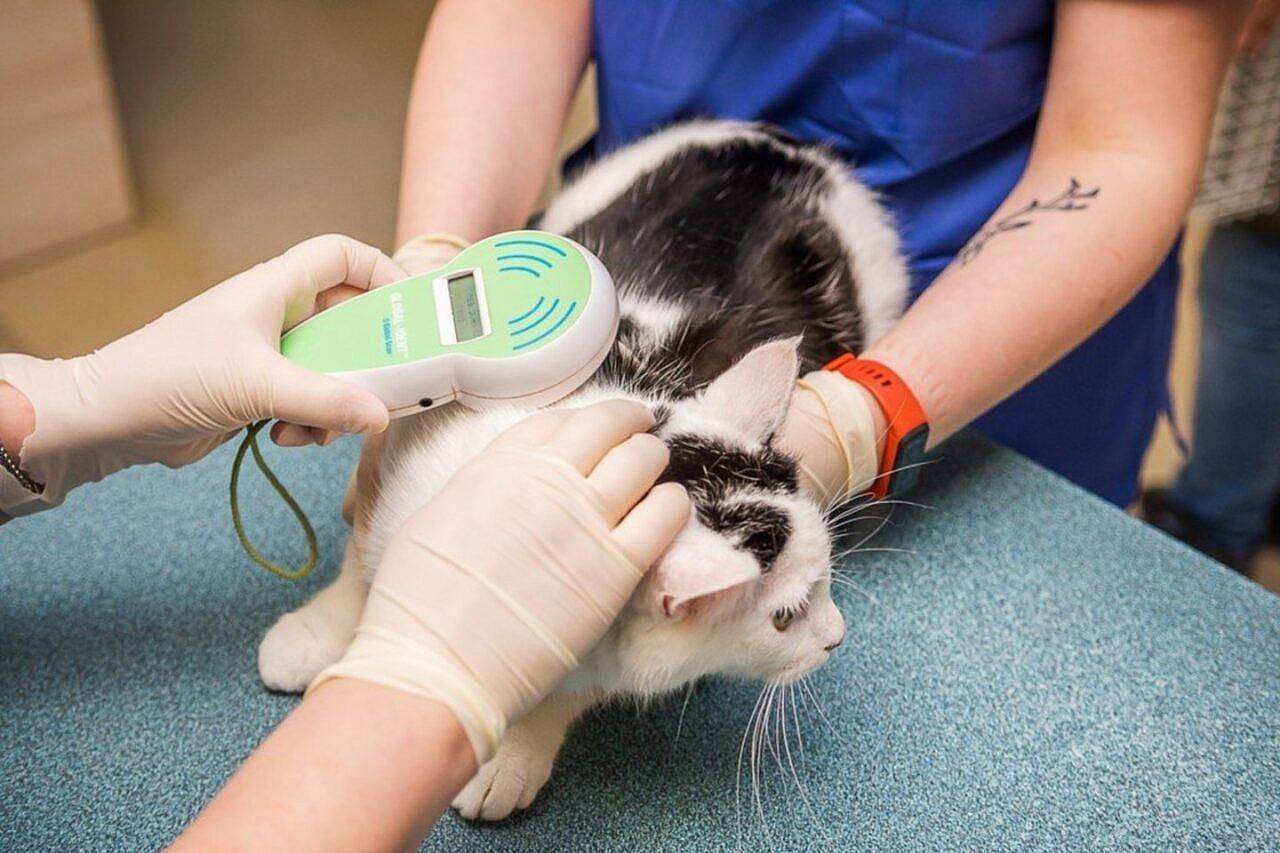 Informacija socialiai remtiniems gyvūnų augintojams bei gyvūnų globėjams