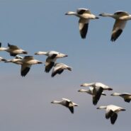 Padidėjo paukščių gripo viruso plitimo rizika