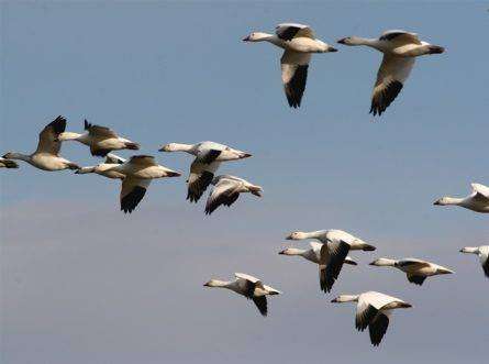 Padidėjo paukščių gripo viruso plitimo rizika
