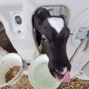 Konkurso „Metų ūkis 2022“ komisija baigė vertinti kandidatus