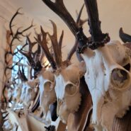 Kviečiame į išskirtinę ,,Medžioklės trofėjai” parodą!