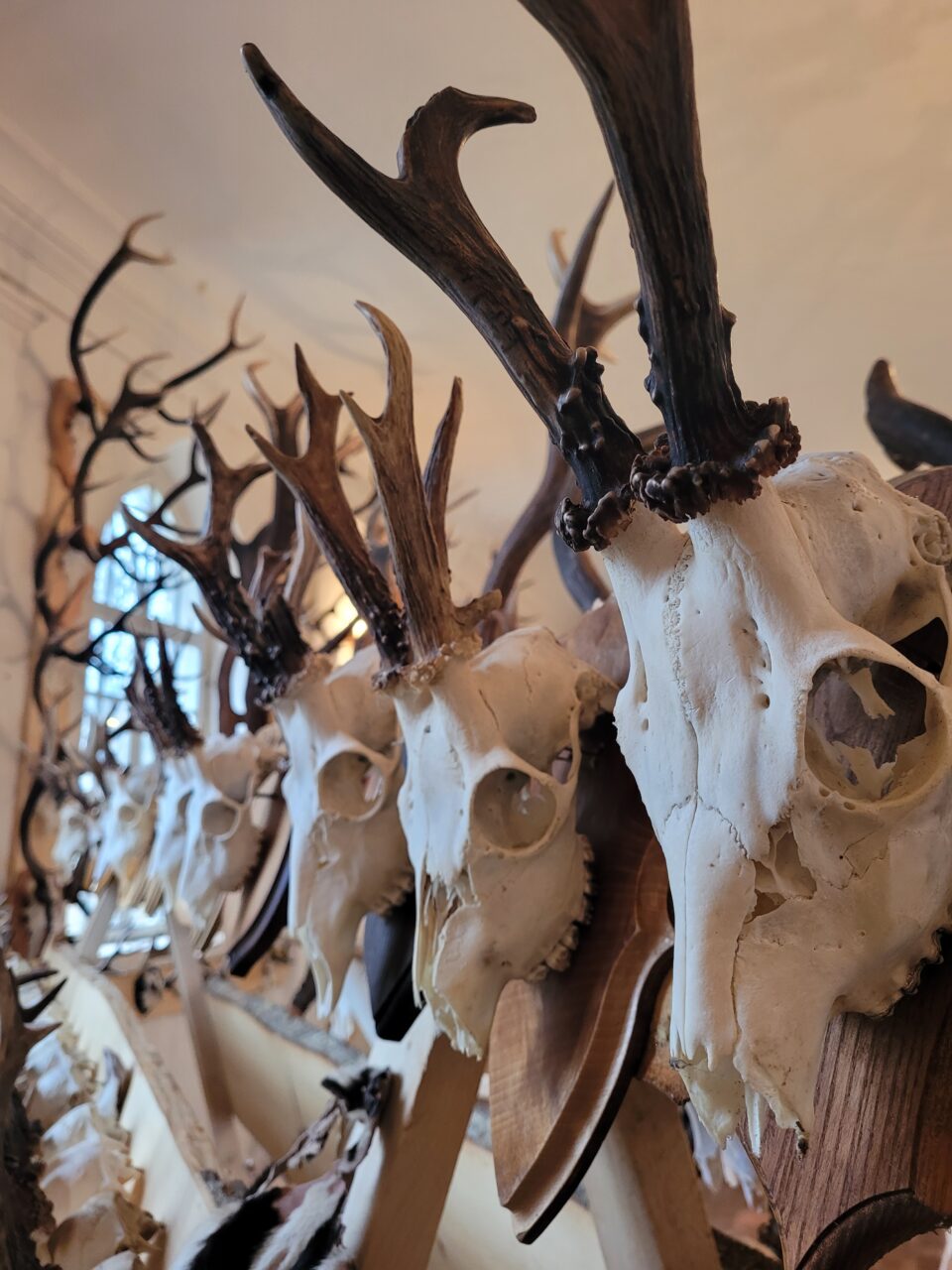 Kviečiame į išskirtinę ,,Medžioklės trofėjai” parodą!