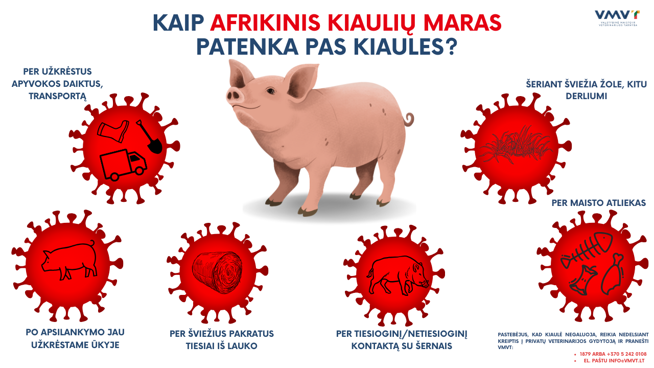 Pirmasis šiemet afrikinio kiaulių maro protrūkis – kiaulių ūkyje Latvijoje