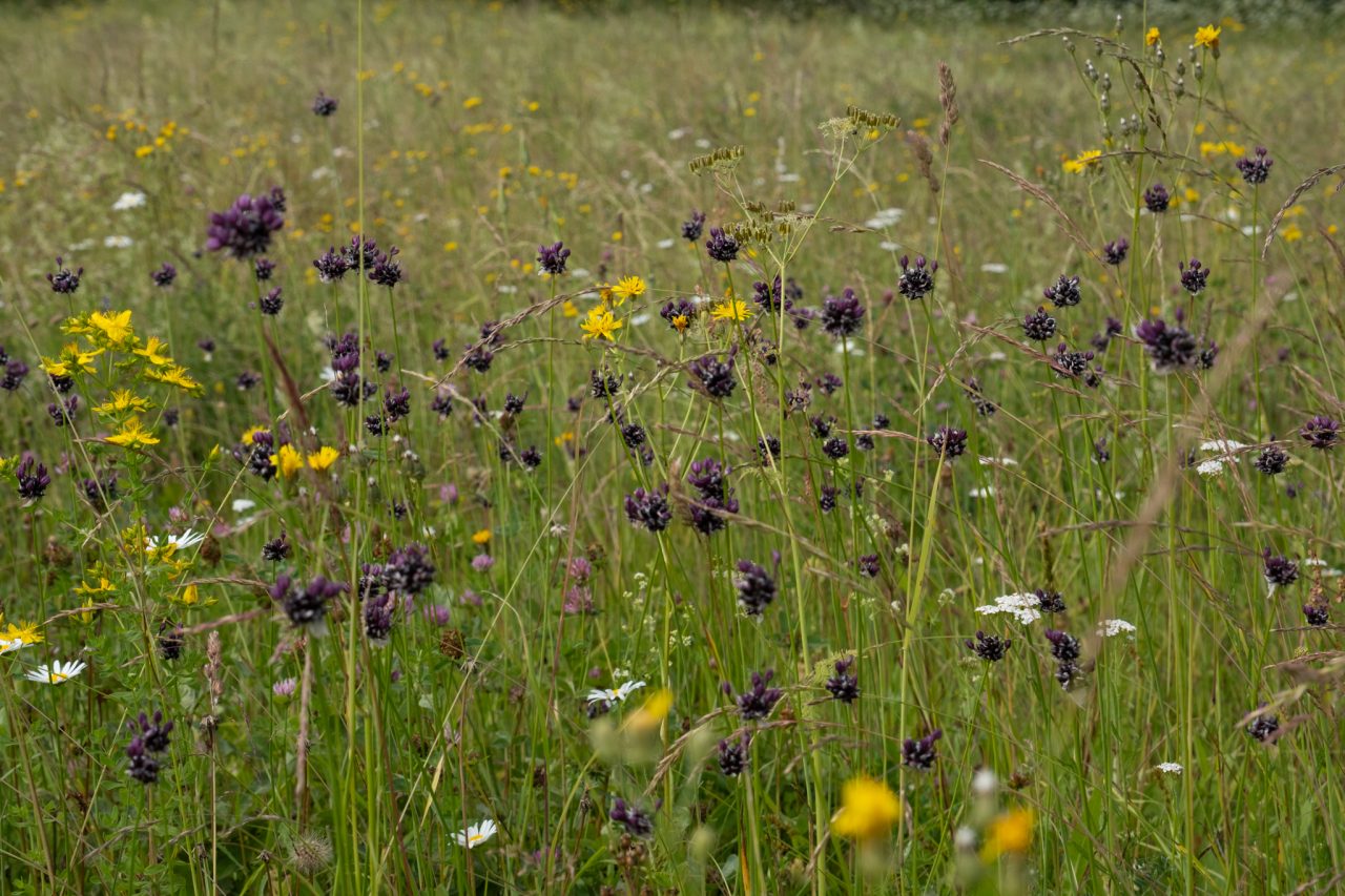 Parengtas naujas natūralių pievų ir ganyklų, pelkių ir šaltinynų specialiųjų žemės naudojimo sąlygų žemėlapių pakeitimo projektas