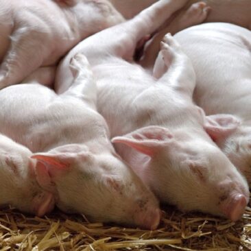 Saugotis nuo afrikinio kiaulių maro ūkininkams padeda valstybė – Žemės ūkio ministerija kviečia teikti paraiškas paramai gauti