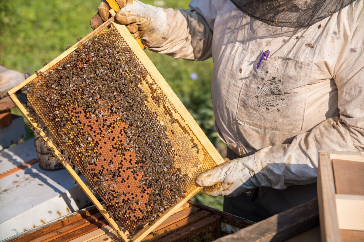Atnaujintos bitininkystės sektoriaus taisyklės