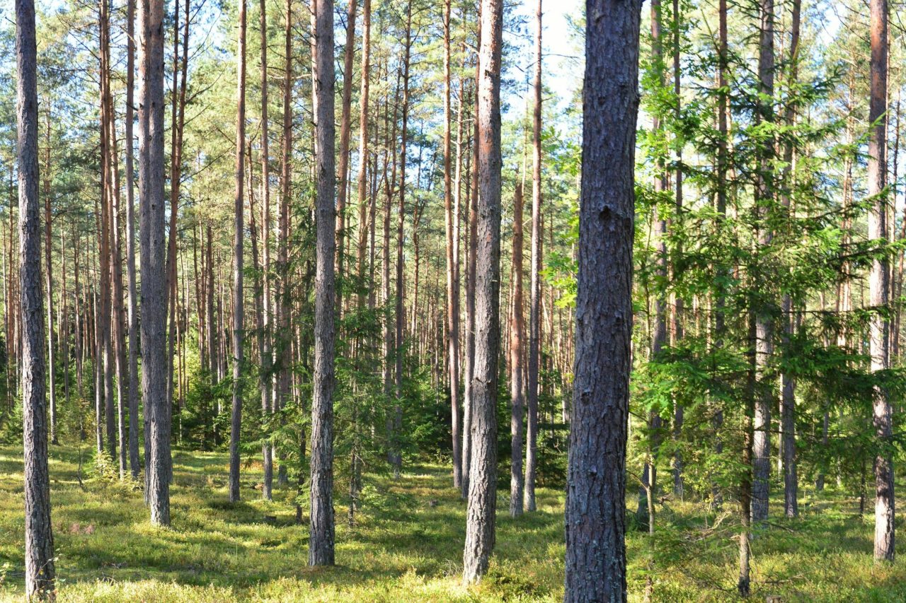 Dėl kvietimo teikti paraiškas kompensacijai gauti už priemonės „Medžiojamų gyvūnų, kurių medžioklė uždrausta ištisus metus (stumbrų), padarytos žalos žemės, miško ir vandens telkinių sklypų, kuriuose nėra uždrausta medžioti, savininkams, valdytojams ir naudotojams, ir vilkų ūkiniams gyvūnams padarytos žalos atlyginimas“ stabdymo