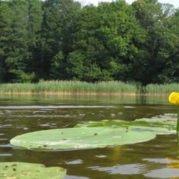 Dėl paviršinių vandens telkinių apsaugos zonų ir pakrančių apsaugos juostų teritorjų patvirtinimo