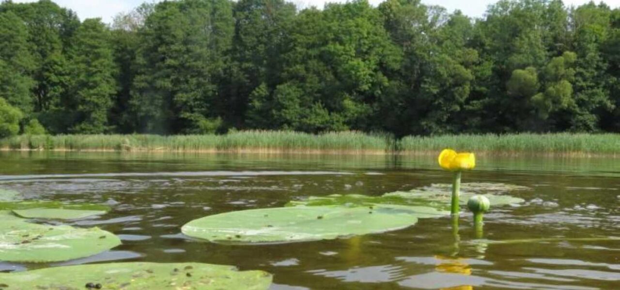 Dėl paviršinių vandens telkinių apsaugos zonų ir pakrančių apsaugos juostų teritorjų patvirtinimo