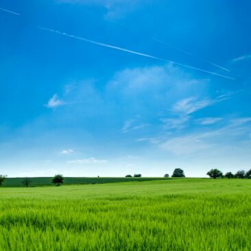 Informacija dėl sutikimo laikinai naudotis valstybine žeme