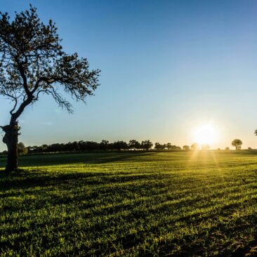 Informacija dėl sutikimo laikinai naudotis valstybine žeme