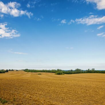 Informacija dėl sutikimo laikinai naudotis valstybine žeme